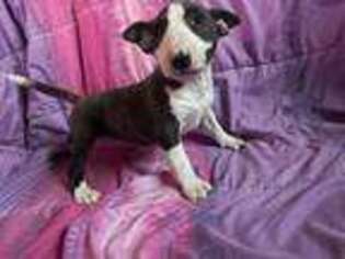 Bull Terrier Puppy for sale in Perrysburg, OH, USA
