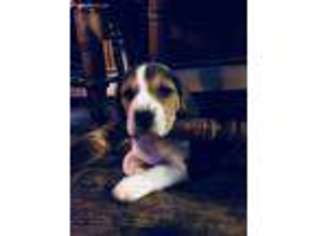 Beagle Puppy for sale in Stroudsburg, PA, USA
