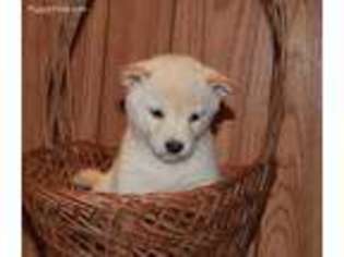 Shiba Inu Puppy for sale in Champaign, IL, USA