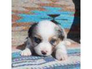 Miniature Australian Shepherd Puppy for sale in Amarillo, TX, USA