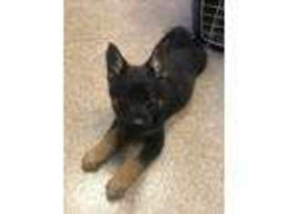 German Shepherd Dog Puppy for sale in Franklin, OH, USA