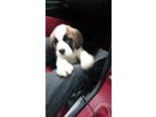 Saint Bernard Puppy for sale in Arlington, VA, USA