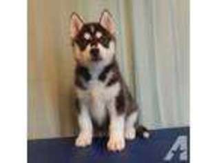 Siberian Husky Puppy for sale in ROCKWALL, TX, USA