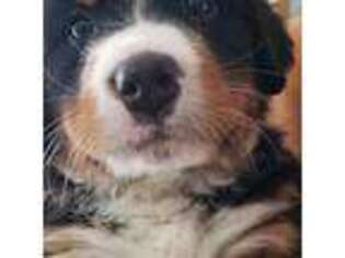 Bernese Mountain Dog Puppy for sale in Grandville, MI, USA