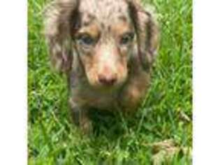 Dachshund Puppy for sale in Ball Ground, GA, USA