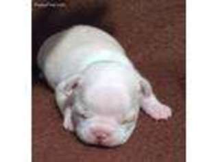 Boston Terrier Puppy for sale in Wilson, NC, USA