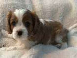 Cavalier King Charles Spaniel Puppy for sale in Paulden, AZ, USA