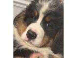 Bernese Mountain Dog Puppy for sale in Logan, UT, USA