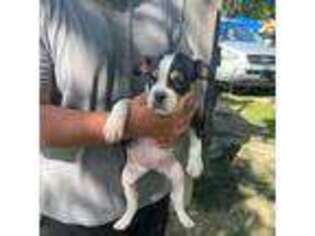 Olde English Bulldogge Puppy for sale in Dallas, TX, USA