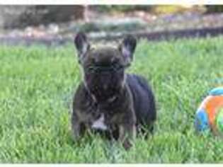 French Bulldog Puppy for sale in Holden, MO, USA