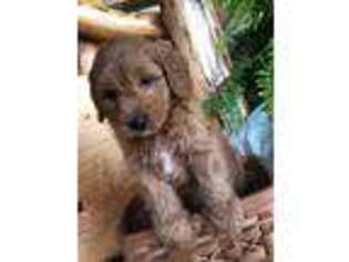Goldendoodle Puppy for sale in Beavertown, PA, USA