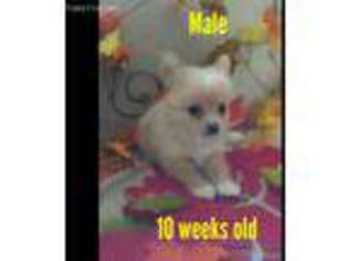 Chihuahua Puppy for sale in Clementon, NJ, USA