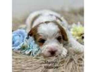 Cavapoo Puppy for sale in Columbus, MT, USA