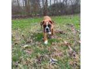 Boxer Puppy for sale in Oliver Springs, TN, USA