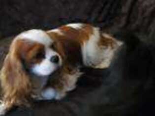 Cavalier King Charles Spaniel Puppy for sale in Hampton, VA, USA