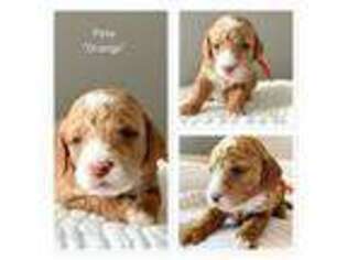 Goldendoodle Puppy for sale in Fort Wayne, IN, USA