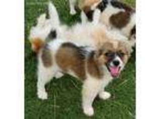 Papillon Puppy for sale in Converse, TX, USA