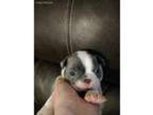 Boston Terrier Puppy for sale in Springtown, TX, USA
