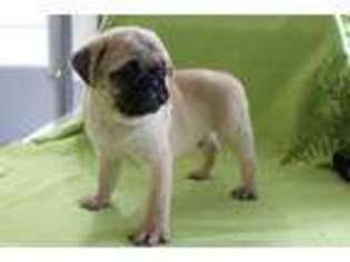 Pug Puppy for sale in Riceville, IA, USA