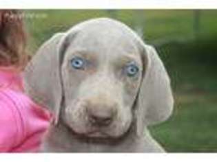 Weimaraner Puppy for sale in Headland, AL, USA