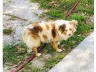 Miniature Australian Shepherd Puppy for sale in Fort Pierce, FL, USA