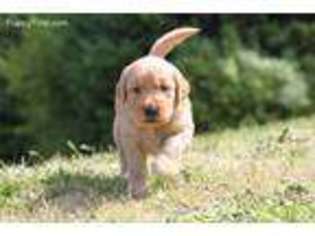Golden Retriever Puppy for sale in North Bend, OR, USA