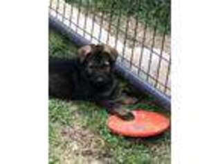 German Shepherd Dog Puppy for sale in Wentworth, NH, USA