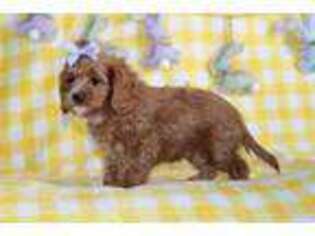 Cavapoo Puppy for sale in Etna Green, IN, USA