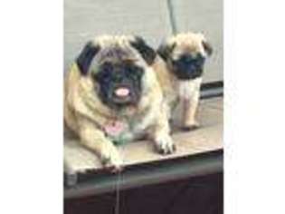 Pug Puppy for sale in Griffith, IN, USA