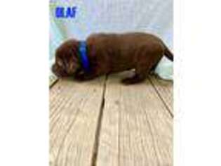 Labrador Retriever Puppy for sale in West Des Moines, IA, USA