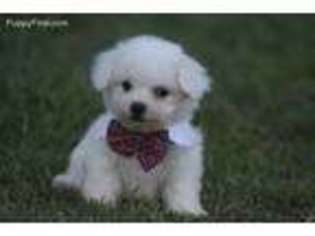 Bichon Frise Puppy for sale in Center Ridge, AR, USA