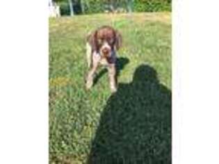 German Shorthaired Pointer Puppy for sale in Raymond, WA, USA