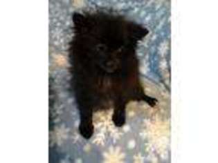 Medium Photo #1 Pomeranian Puppy For Sale in TACOMA, WA, USA