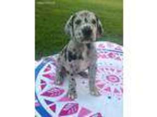 Great Dane Puppy for sale in Roanoke, AL, USA
