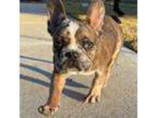 French Bulldog Puppy for sale in Senoia, GA, USA