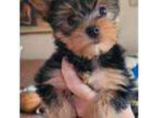 Yorkshire Terrier Puppy for sale in Shippensburg, PA, USA