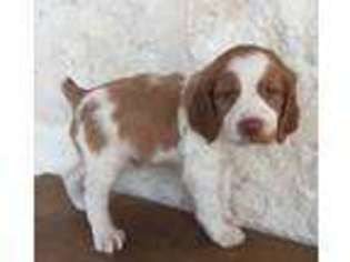 Brittany Puppy for sale in Driftwood, TX, USA