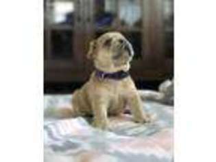 French Bulldog Puppy for sale in Kalamazoo, MI, USA