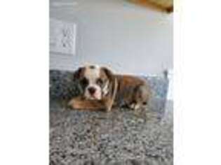 Bulldog Puppy for sale in Lynn, MA, USA