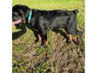 Rottweiler Puppy for sale in Harker Heights, TX, USA