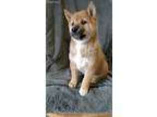 Shiba Inu Puppy for sale in Independence, MO, USA