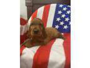 Irish Setter Puppy for sale in Ringsted, IA, USA