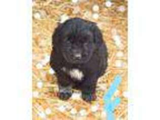 Newfoundland Puppy for sale in Payette, ID, USA