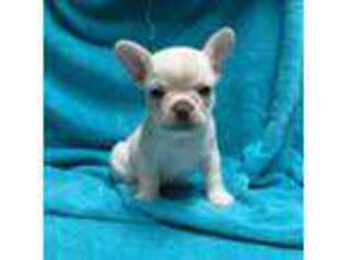 French Bulldog Puppy for sale in Stockton, CA, USA