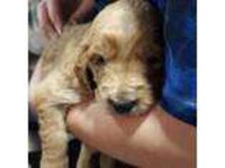 Goldendoodle Puppy for sale in Park Forest, IL, USA