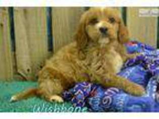 Cavapoo Puppy for sale in Joplin, MO, USA