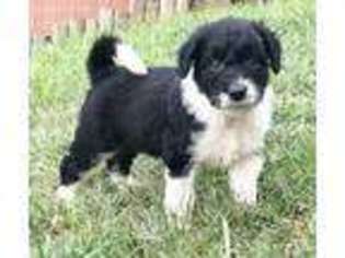Border Collie Puppy for sale in Louisville, KY, USA