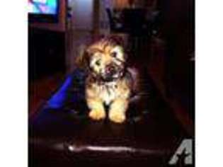 Yorkshire Terrier Puppy for sale in NORTH ATTLEBORO, MA, USA