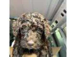 Goldendoodle Puppy for sale in Pooler, GA, USA
