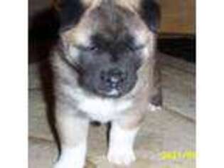 Akita Puppy for sale in Riggins, ID, USA